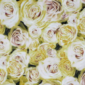 rose01