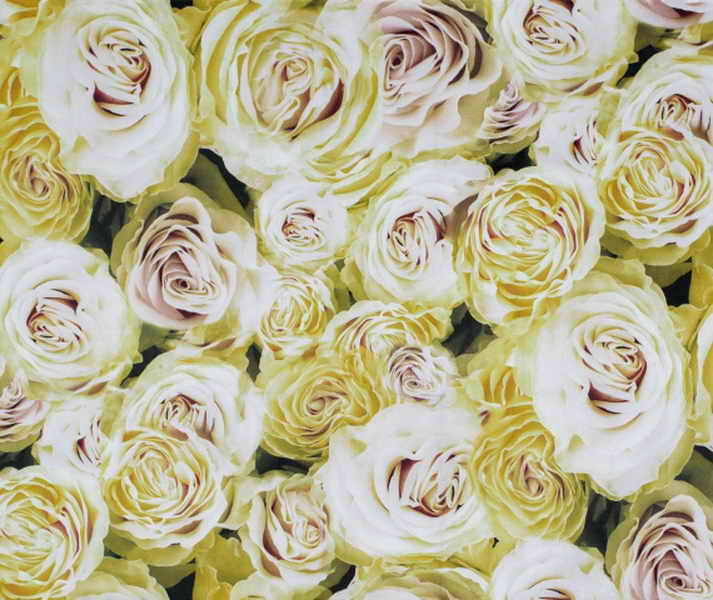 rose01