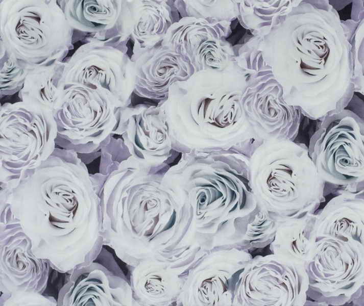 rose03